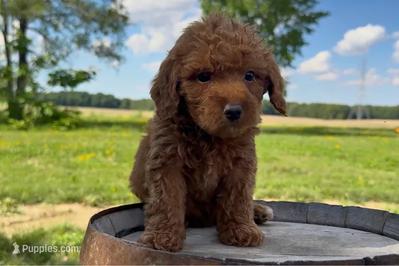 Kenny – Miniature Goldendoodle puppy for sale in New Haven, IN