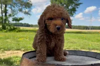 Kenny, a male Miniature Goldendoodle for sale in New Haven, IN – 1 of 6