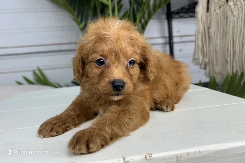 Nathan – Miniature Goldendoodle puppy for sale in New Haven, IN