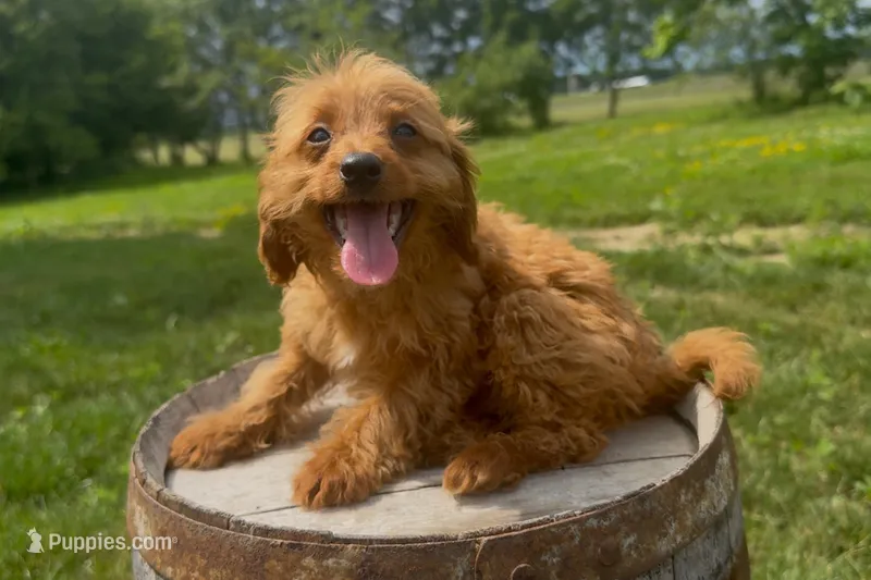 Nathan – Miniature Goldendoodle puppy for sale in New Haven, IN
