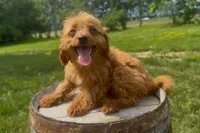 Nathan, a female Miniature Goldendoodle for sale in New Haven, IN – 1 of 6