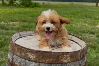 Brooke, a female Miniature Goldendoodle for sale in New Haven, IN – 2 of 6