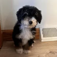 KYLO, a male Miniature Bernedoodle for sale in New Haven, IN – Photo 2 of 3