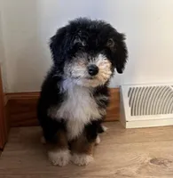 KYLO, a male Miniature Bernedoodle for sale in New Haven, IN – Photo 2 of 3
