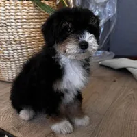 KYLO, a male Miniature Bernedoodle for sale in New Haven, IN – Photo 3 of 3