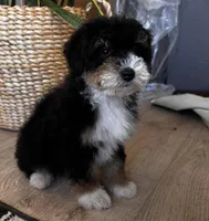 KYLO, a male Miniature Bernedoodle for sale in New Haven, IN – Photo 3 of 3