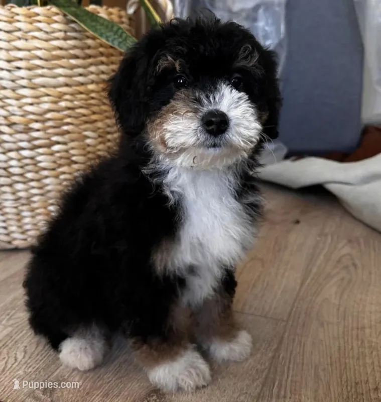 KYLO, a male Miniature Bernedoodle for sale in New Haven, IN – Photo 1 of 3