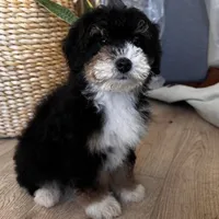 KYLO, a male Miniature Bernedoodle for sale in New Haven, IN – Photo 1 of 3