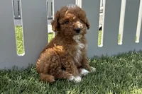 Peyton, a female Miniature Goldendoodle for sale in New Haven, IN – 3 of 3