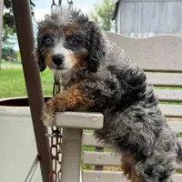 Cherry, a female Miniature Bernedoodle for sale in New Haven, IN – 1 of 1