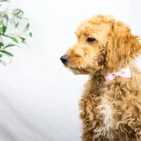 KELLY, a female Miniature Goldendoodle for sale in New Haven, IN – Photo 2 of 3