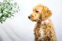 KELLY, a female Miniature Goldendoodle for sale in New Haven, IN – Photo 2 of 3