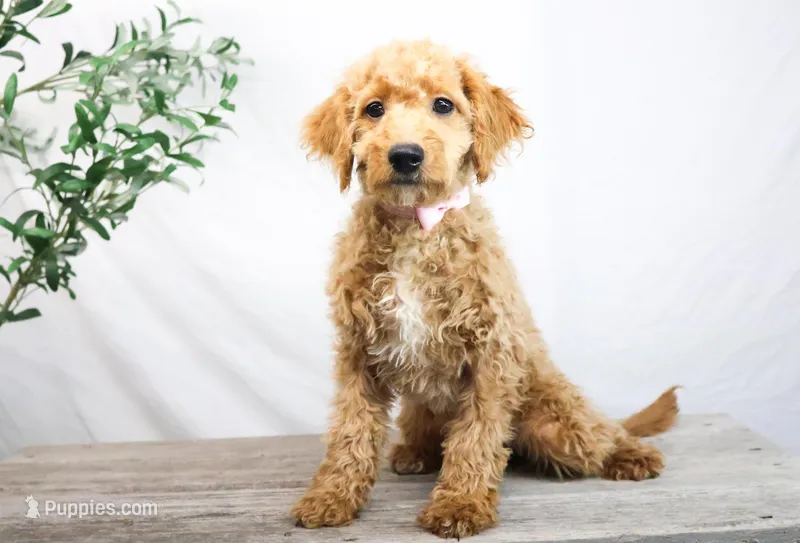 KELLY, a female Miniature Goldendoodle for sale in New Haven, IN – Photo 1 of 3