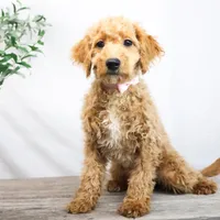 KELLY, a female Miniature Goldendoodle for sale in New Haven, IN – Photo 1 of 3