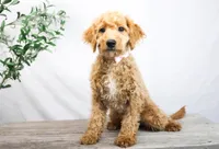 KELLY, a female Miniature Goldendoodle for sale in New Haven, IN – Photo 1 of 3