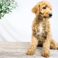 KELLY, a female Miniature Goldendoodle for sale in New Haven, IN – Photo 3 of 3