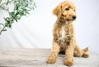 KELLY, a female Miniature Goldendoodle for sale in New Haven, IN – Photo 3 of 3