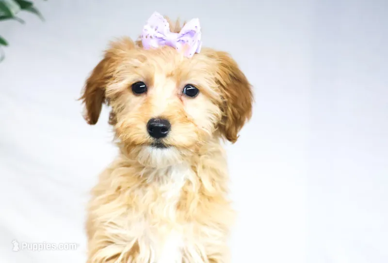HONEY, a female Miniature Goldendoodle for sale in New Haven, IN – Photo 1 of 3