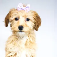 HONEY, a female Miniature Goldendoodle for sale in New Haven, IN – Photo 1 of 3