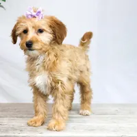 HONEY, a female Miniature Goldendoodle for sale in New Haven, IN – Photo 3 of 3