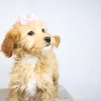 HONEY, a female Miniature Goldendoodle for sale in New Haven, IN – Photo 2 of 3