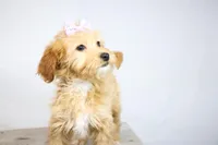 HONEY, a female Miniature Goldendoodle for sale in New Haven, IN – Photo 2 of 3