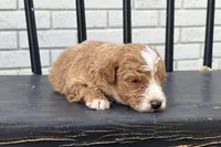 Daniel, a male Miniature Goldendoodle for sale in New Haven, IN – 2 of 3