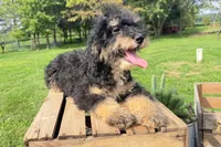 Bacon, a male Miniature Bernedoodle for sale in New Haven, IN – 3 of 3