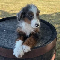 Anthony, a male Miniature Bernedoodle for sale in New Haven, IN – Photo 4 of 4
