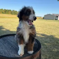 Anthony, a male Miniature Bernedoodle for sale in New Haven, IN – Photo 2 of 4