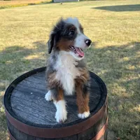 Anthony, a male Miniature Bernedoodle for sale in New Haven, IN – Photo 3 of 4
