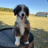 Anthony, a male Miniature Bernedoodle for sale in New Haven, IN – Photo 1 of 4