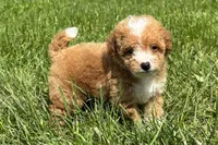 Brooke, a female Miniature Goldendoodle for sale in New Haven, IN – 2 of 3