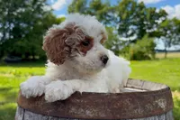 Lina, a female Miniature Goldendoodle for sale in New Haven, IN – 3 of 6