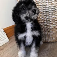 LEIA, a female Miniature Bernedoodle for sale in New Haven, IN – Photo 1 of 3