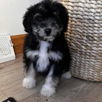 LEIA, a female Miniature Bernedoodle for sale in New Haven, IN – Photo 2 of 3