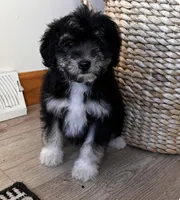 LEIA, a female Miniature Bernedoodle for sale in New Haven, IN – Photo 2 of 3