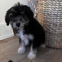 LEIA, a female Miniature Bernedoodle for sale in New Haven, IN – Photo 3 of 3