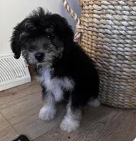 LEIA, a female Miniature Bernedoodle for sale in New Haven, IN – Photo 3 of 3