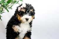 VIOLET, a female Miniature Bernedoodle for sale in New Haven, IN – Photo 2 of 4