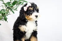 VIOLET, a female Miniature Bernedoodle for sale in New Haven, IN – Photo 1 of 4