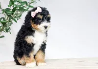 VIOLET, a female Miniature Bernedoodle for sale in New Haven, IN – Photo 3 of 4