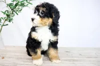VIOLET, a female Miniature Bernedoodle for sale in New Haven, IN – Photo 4 of 4