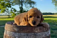 Parmesan, a male Miniature Goldendoodle for sale in New Haven, IN – 2 of 3