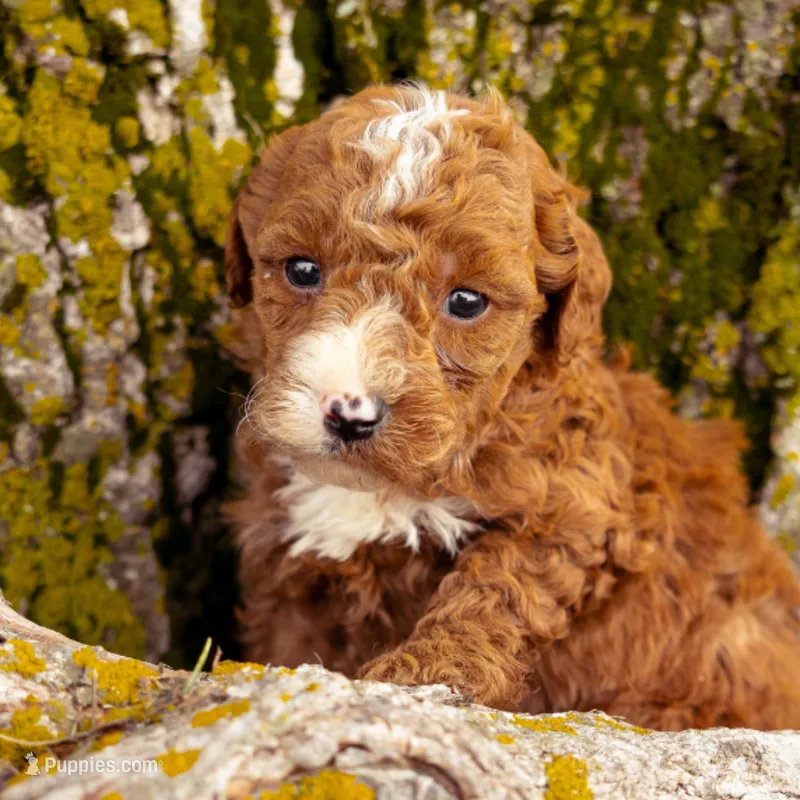 Salinger – Miniature Goldendoodle puppy for sale in New Haven, IN