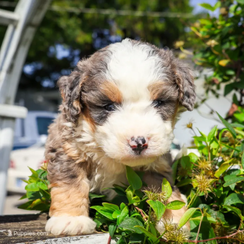 Concha – Miniature Bernedoodle puppy for sale in New Haven, IN