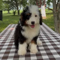 Bubba, a male Miniature Bernedoodle for sale in New Haven, IN – 1 of 1