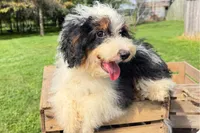 Nacho, a male Miniature Bernedoodle for sale in New Haven, IN – 2 of 3