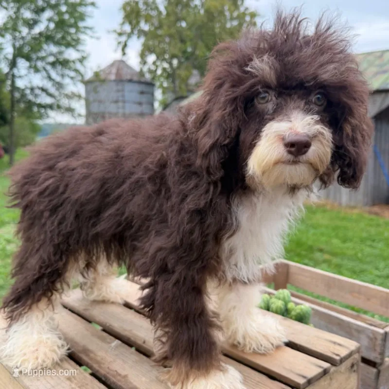 Malta – Miniature Bernedoodle puppy for sale in New Haven, IN