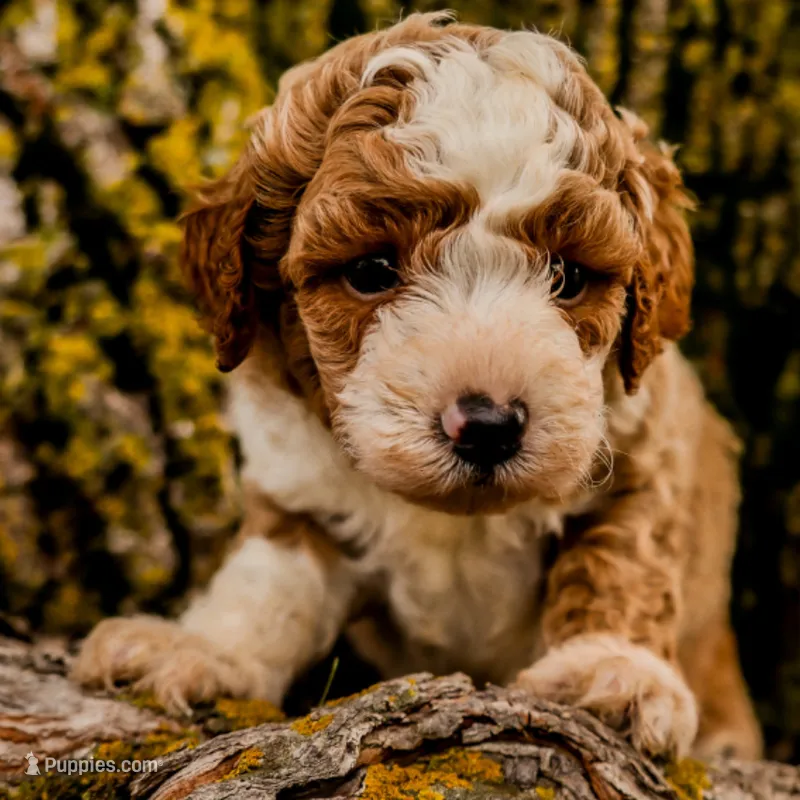 Nolan – Miniature Bernedoodle puppy for sale in New Haven, IN